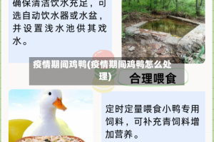 疫情期间鸡鸭(疫情期间鸡鸭怎么处理)