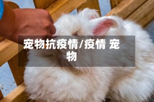 宠物抗疫情/疫情 宠物