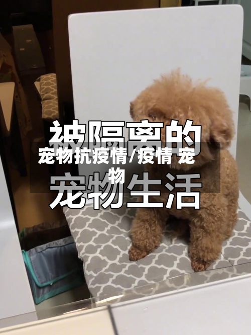 宠物抗疫情/疫情 宠物-第2张图片