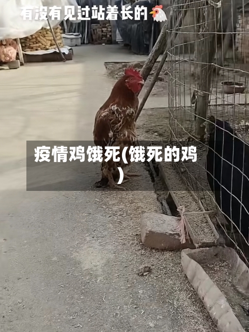 疫情鸡饿死(饿死的鸡)-第1张图片