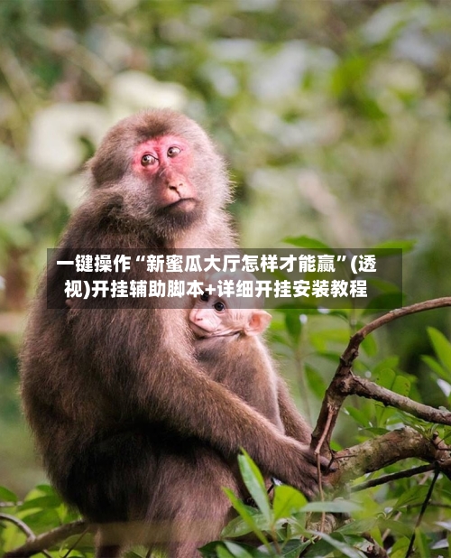 一键操作“新蜜瓜大厅怎样才能赢”(透视)开挂辅助脚本+详细开挂安装教程-第1张图片