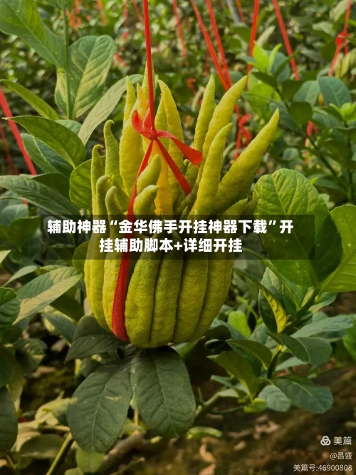 辅助神器“金华佛手开挂神器下载”开挂辅助脚本+详细开挂-第3张图片