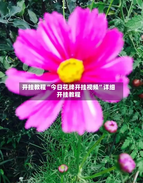 开挂教程“今日花牌开挂视频”详细开挂教程-第2张图片